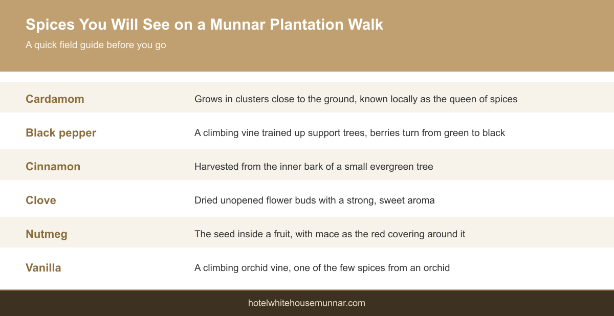 Infographic field guide showing cardamom, pepper, cinnamon, clove, nutmeg and vanilla found on a Munnar spice plantation walk