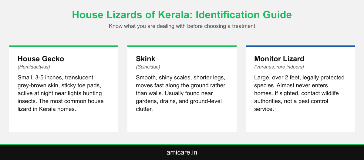 Infographic showing identification differences between house geckos, skinks, and monitor lizards in Kerala homes