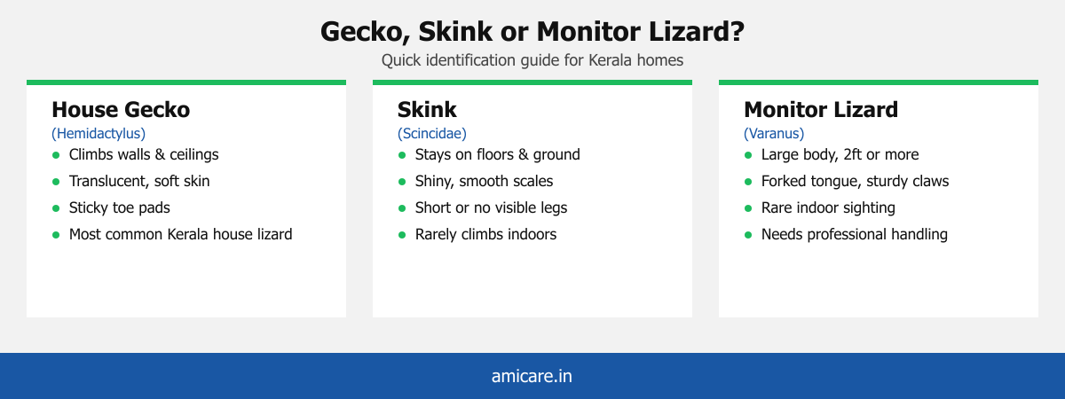 Infographic comparing house gecko, skink and monitor lizard identification traits for Kerala homes