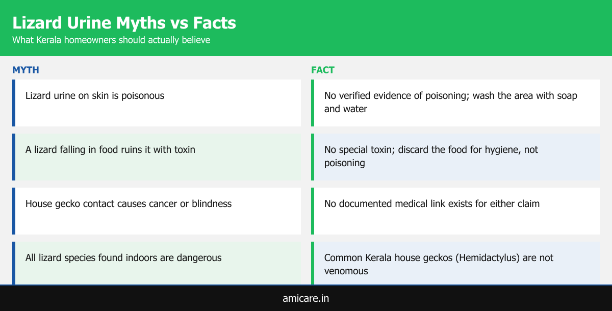 Infographic comparing common lizard urine myths with verified facts for Kerala homeowners
