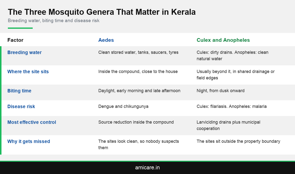 Infographic comparing Aedes, Culex and Anopheles mosquitoes by breeding site and biting time in Kerala