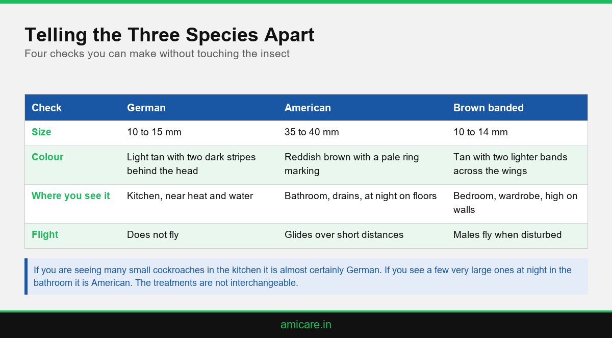 Infographic comparing size, colour, location and flight for German, American and brown banded cockroach identification