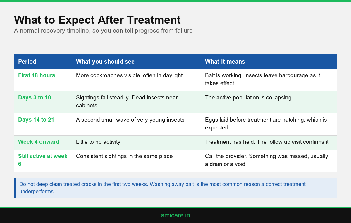 Infographic showing the expected timeline after a professional cockroach treatment in Kerala