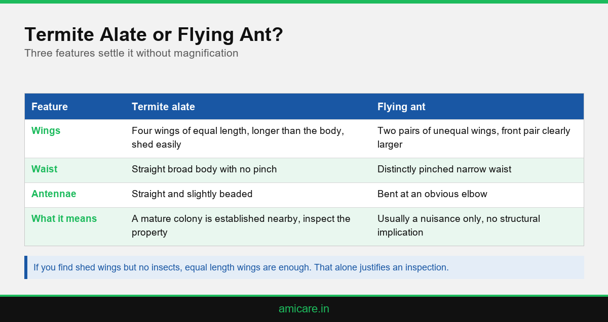 Infographic comparing termite alates and flying ants by wings, waist and antennae