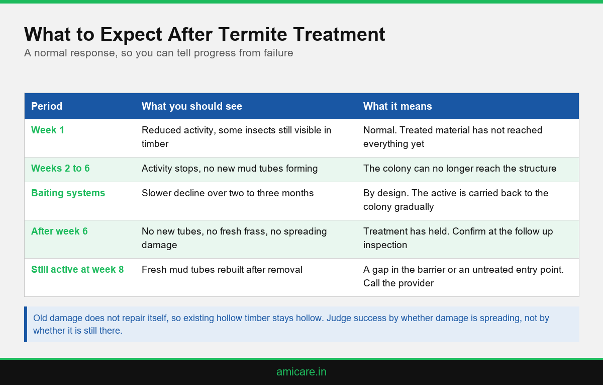 Infographic showing the expected timeline after a termite treatment in a Kerala home